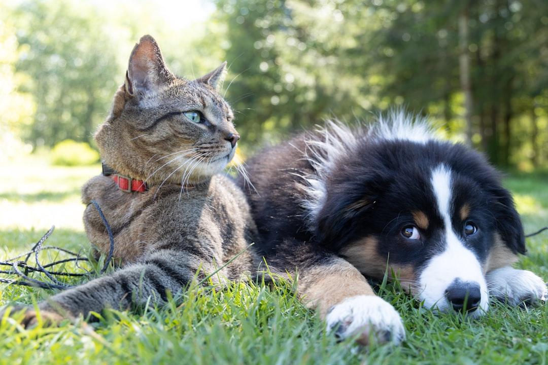 Choosing the Perfect Companion: How to Select the Right Pet for Your Lifestyle - Pet Pride Tees