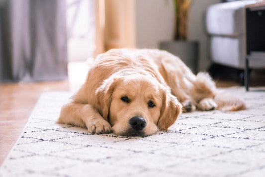 Creating a Safe Haven for Your Fur Babies at Home
