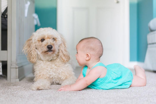Introducing Your Pet to a New Baby: A Guide for Pet Owners
