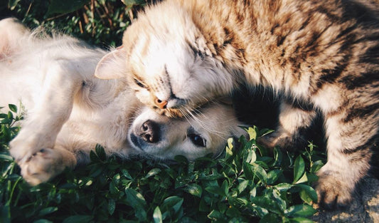Managing Seasonal Allergies in Pets: Your Guide to Keeping Your Furry Friends Comfortable