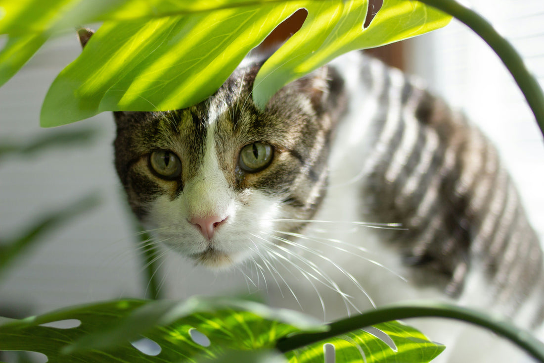 Pet-Friendly Indoor Plants: Safe Options for Your Home