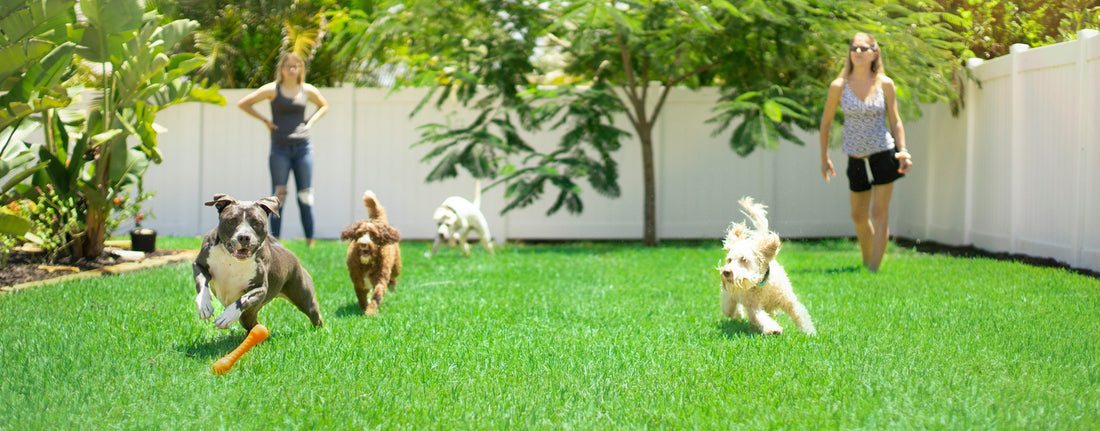 Pet-Friendly Outdoor Activities: Keeping Your Furry Friends Happy and Active