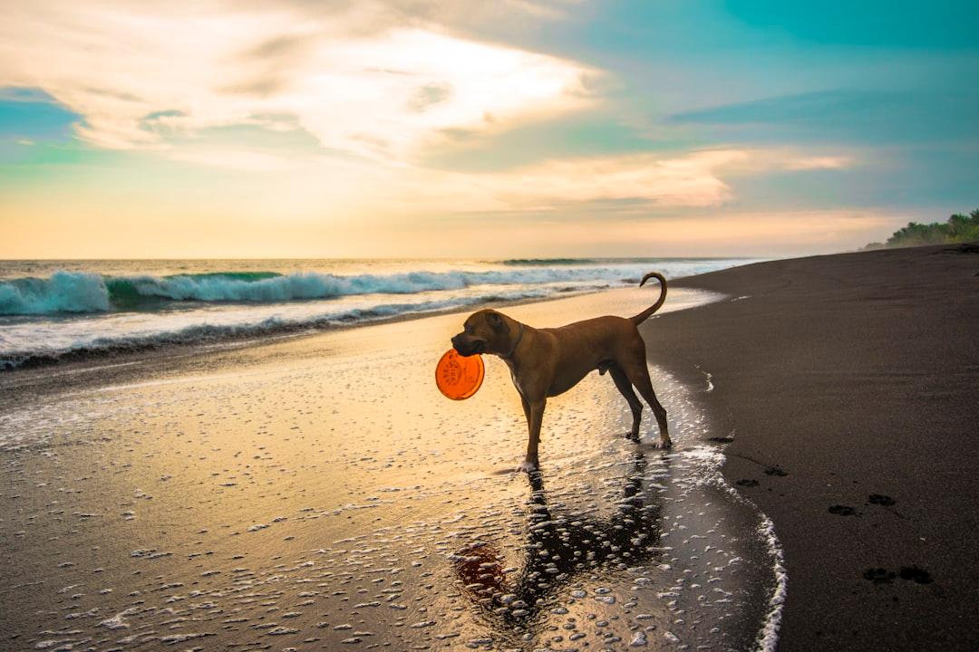 Pet-Friendly Vacation Destinations for Pawsome Adventures