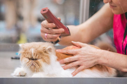 Pet Grooming: Tips and Tricks for Keeping Your Pet Looking Great