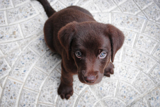 Welcoming Your Furry Friend A Comprehensive Guide to Preparing Your Home for a New Pet