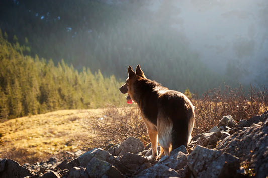 Calm and Collected Mastering the Art of Managing Pet Anxiety