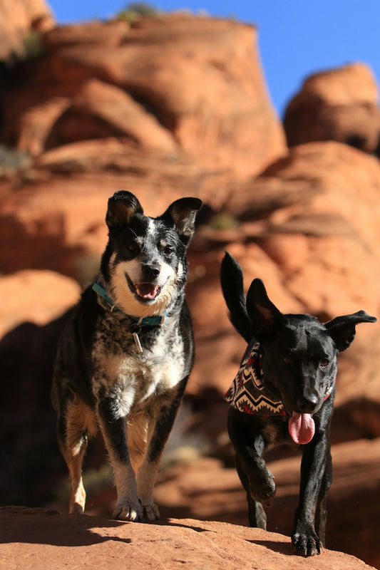 The Unbreakable Bond: Exploring the Connection Between Pets and Their Owners