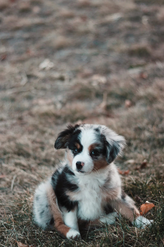 Creating a Cozy Nest for Your Furry Friends