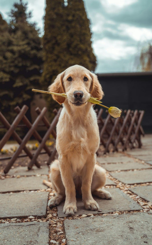 Pet-Friendly Gardening Ideas to Create a Safe Haven for Your Furry Friends