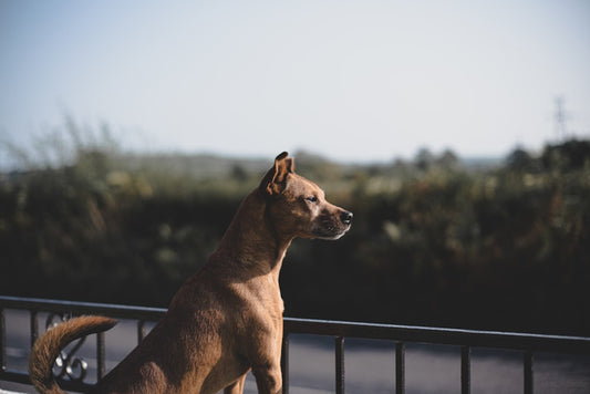 Grooming Your Pets: Essential Tips and Tricks for Happy Tails