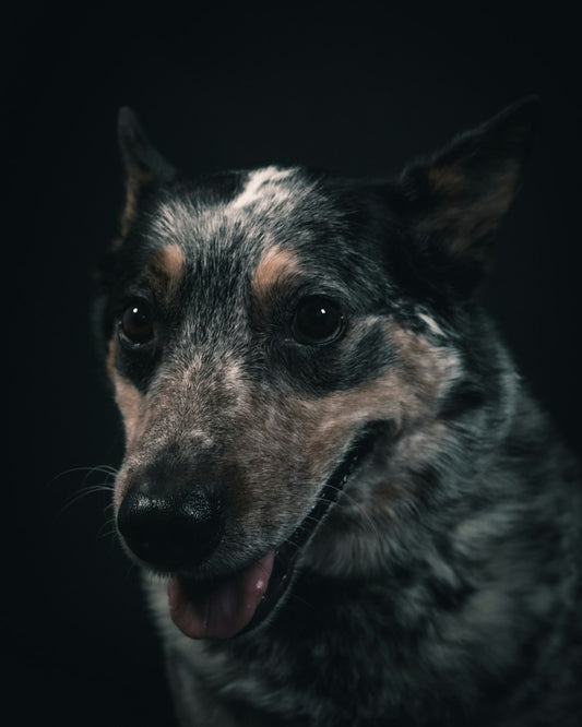 Unleashing the Joy: Pet Photography to Capture Your Furry Friend's Best Moments