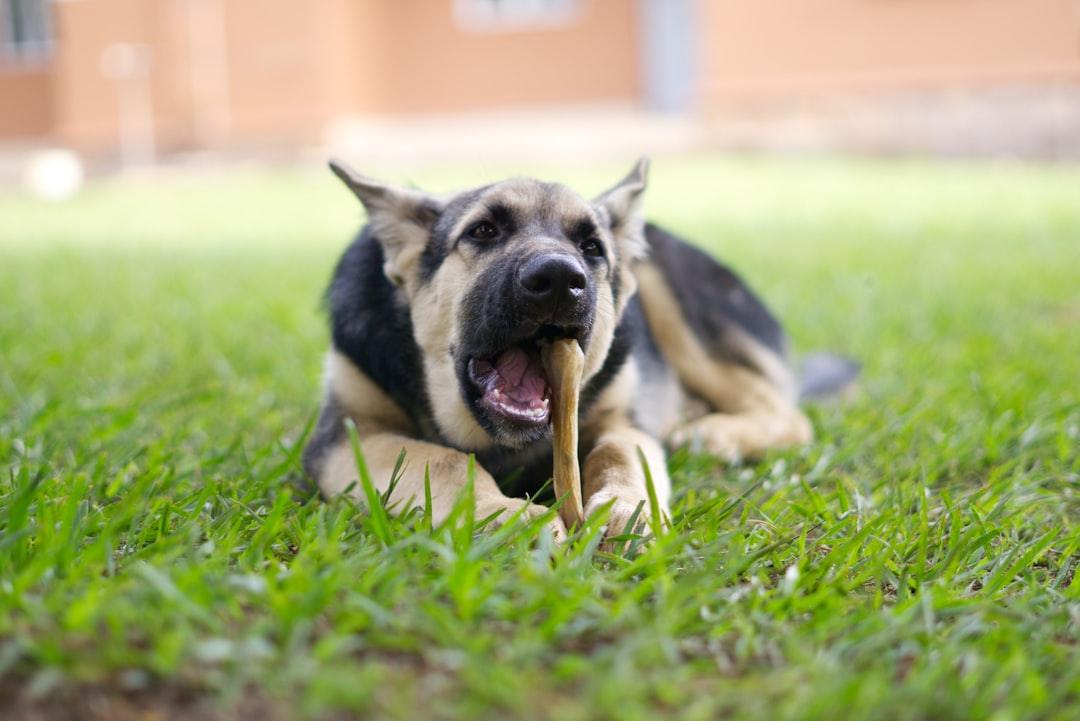 Homemade Treat Recipes Your Pets Will Love