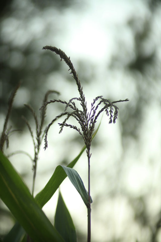 Pet-Friendly Gardening Tips: Plants to Avoid for Happy Pets!