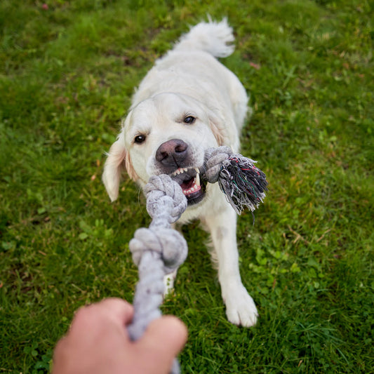 Cracking the Code Understanding Pet Behavior for New Owners