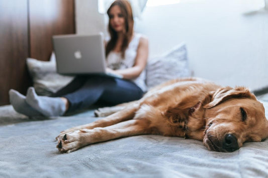The Benefits of Owning a Pet: How Your Furry Friend Can Improve Your Life - Pet Pride Tees