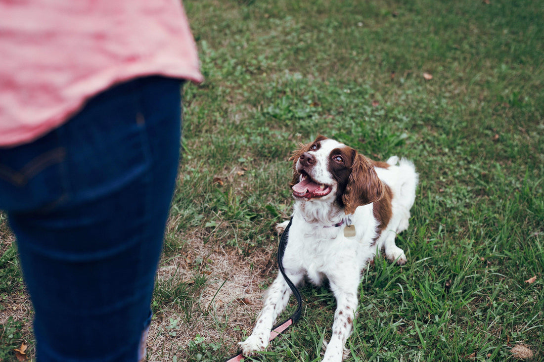 The Benefits of Training Your Pet - Pet Pride Tees