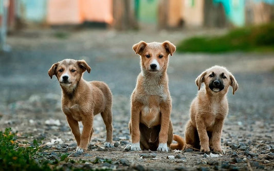 The Special Bond Between Pets and Their Owners