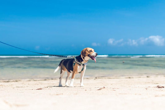 Tips for Traveling with Pets