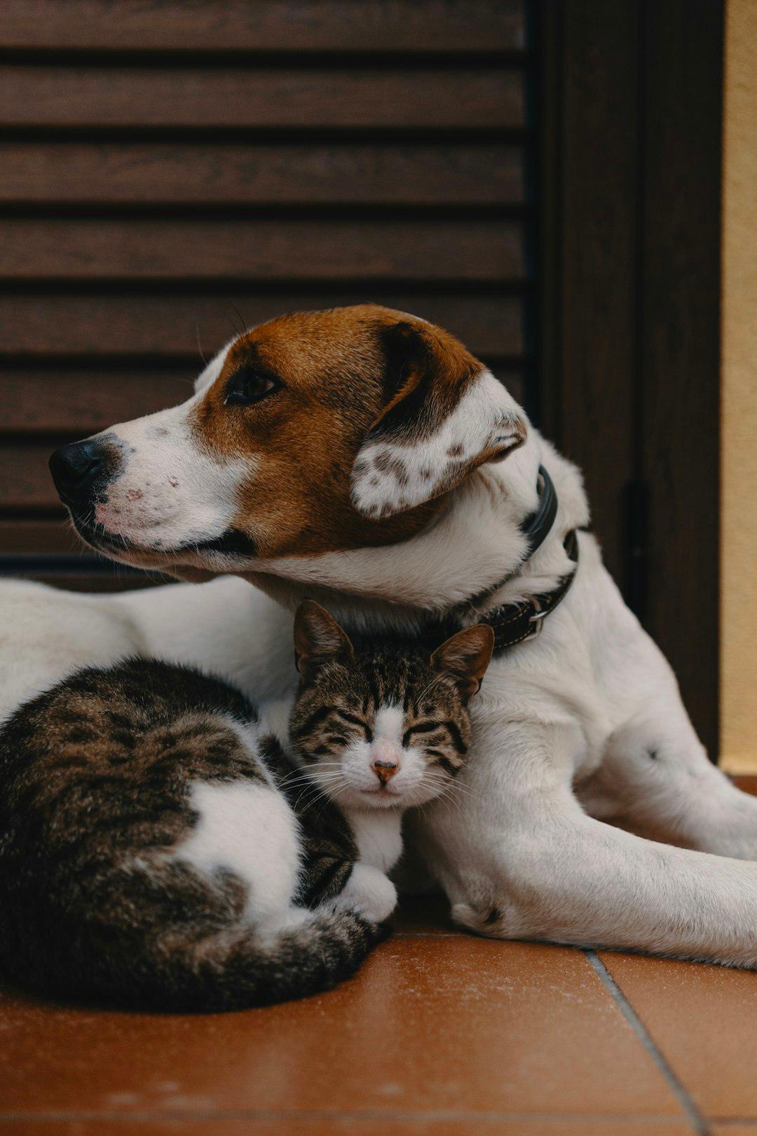 Why Pets Make Great Companions - Pet Pride Tees